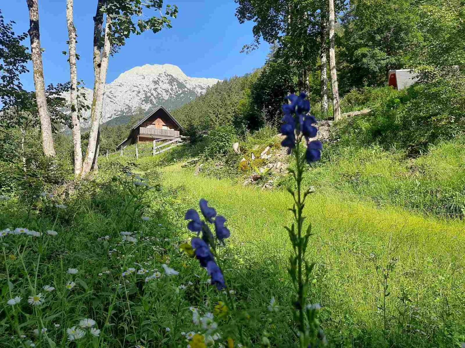 Camping & Glamping Grintovec Preddvor Eksteriør bilde